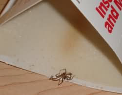 Catchmaster Spider Traps from under a bed.