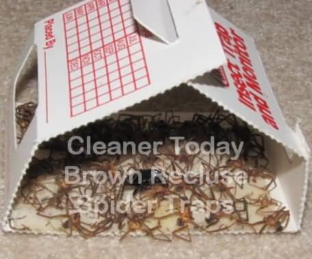 Brown Recluse Spider Traps from the South East