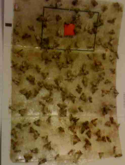Seed moth Trap Picture