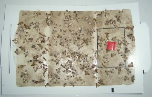 Kitchen Moth Trap in a cracker box from La Mesa