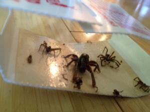 Catchmaster Spider Trap Picture