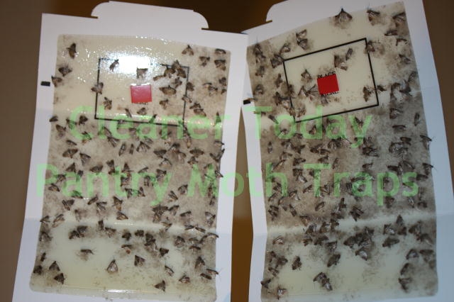 birdseed moth traps control bird seed moth problems birdseed moth traps control bird seed moth problems