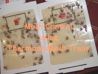 Brown Moth Pheromone Trap Picture