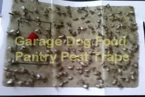 Fast Pantry Pest Traps