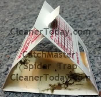 House Spider Trap