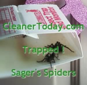 Brown Recluse Spider Traps from the South East