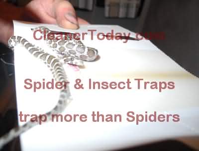 Brown Recluse Spider Traps from the South East