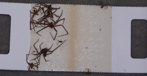 Catchmaster Spider Traps from under a bed.