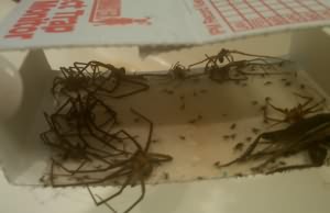Catchmaster Spider Traps caught spiders behind a dresser