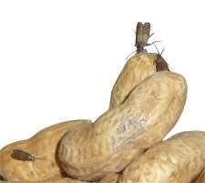 https://www.cleanertoday.com/v/vspfiles/images/s3/moth_on_peanuts.jpg