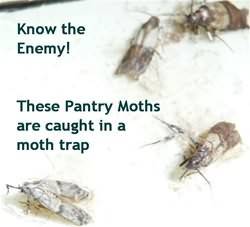 Mr. Knuckle's Home Remedies - Homemade Pantry Moth Trap 