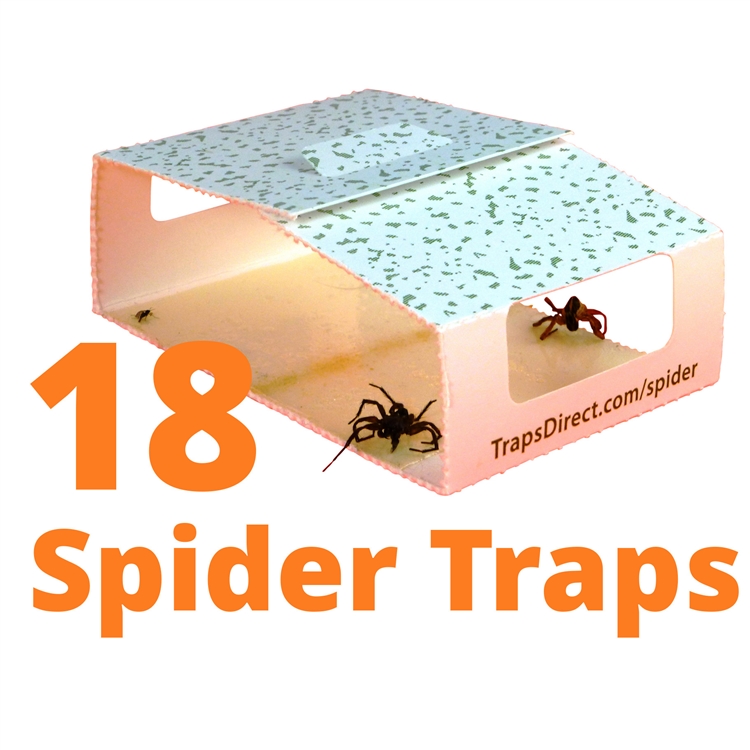 Green Spider Trap - Improved design, safe, non-toxic for spiders