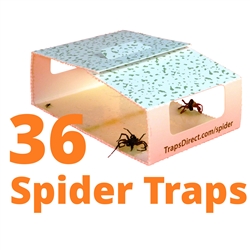 36 Green Spider Traps