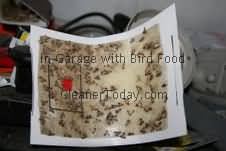 No Escape Moth Traps – Pinetree Garden Seeds