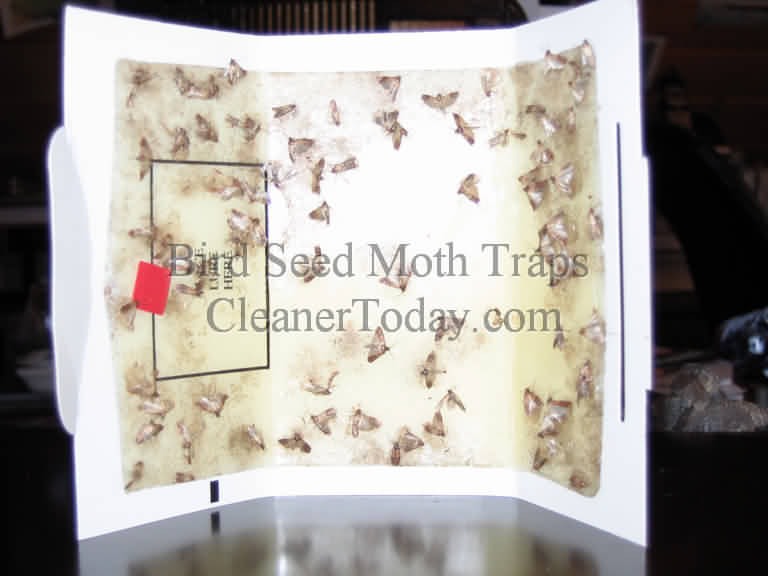 Moth Trap Photo