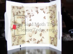 Moth Traps - the solution