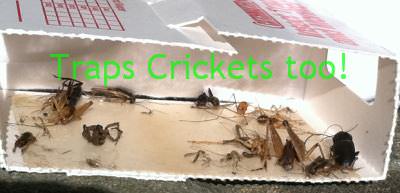 Catchmaster Spider Traps catch crickets too!