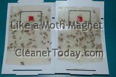 Moth Trap Magnet