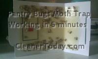 Pantry Bugs in Moth Trap