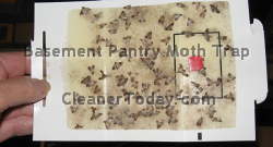 Basement Pantry Moth Trap