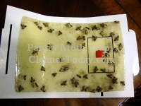 Get Rid of Pantry Moths