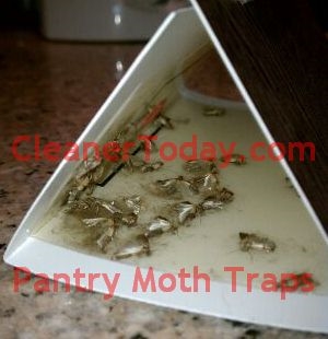 BirdSeed Moth Traps: Control Bird Seed Moth Problems.