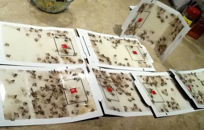 BirdSeed Moth Traps: Control Bird Seed Moth Problems.