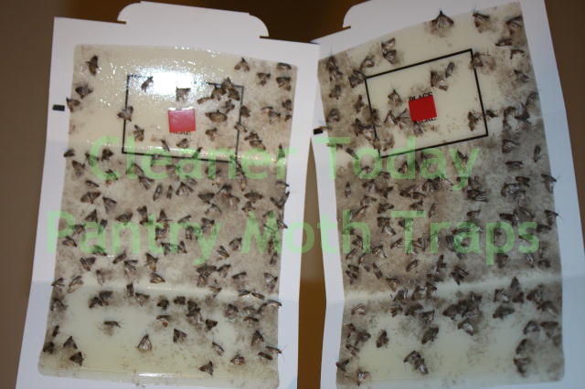 BirdSeed Moth Traps: Control Bird Seed Moth Problems.