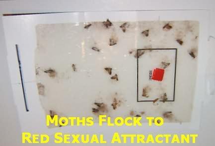 Indian Meal Moth Traps Natural Indian Meal Moth Control