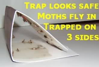 Indian Meal Moth Traps Natural Indian Meal Moth Control