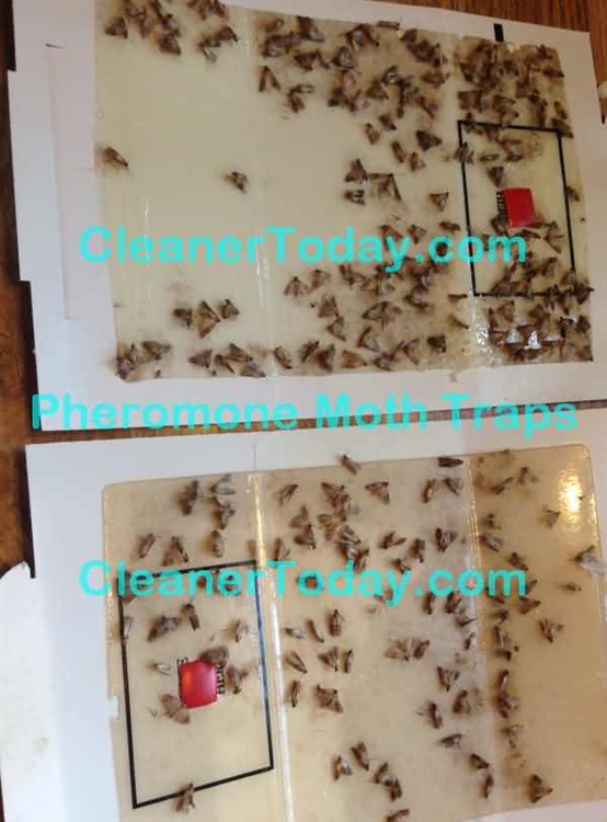 Kitchen Moth Traps Opendoor