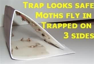 Best pheromone moth trap  Safe, pesticide free pheromone traps